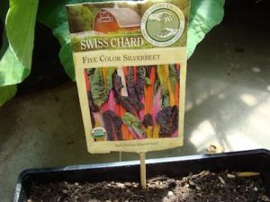 5 Star Sugar Beet Seeds for Microgreens