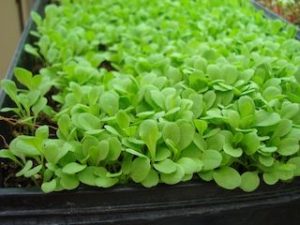 Growing Raw Leaf Lettuce Microgreens