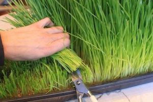 Harvesting Wheat Grass