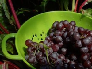 Raw Champagne Grapes