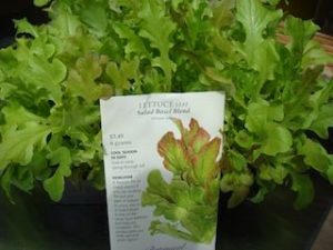 Raw Leaf Lettuce Microgreens