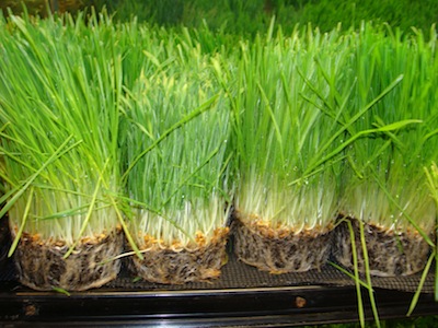 Wheatgrass