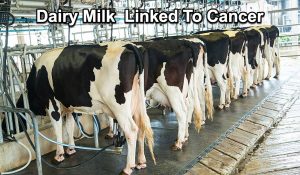 Scientists have found that commercial dairy milk plays a large part in the heightened risk of ovarian, breast, uterine and prostate cancer....all hormone-dependant tumors.